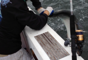 01/06/14 Boca Raton Fishing Report: Tarpon And Jacks Biting For Inshore Charters